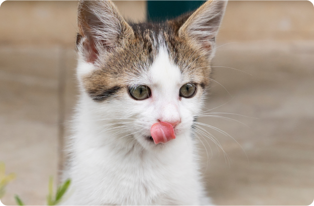 Wet Cat Food: The Key That Unlocks All Nine Lives