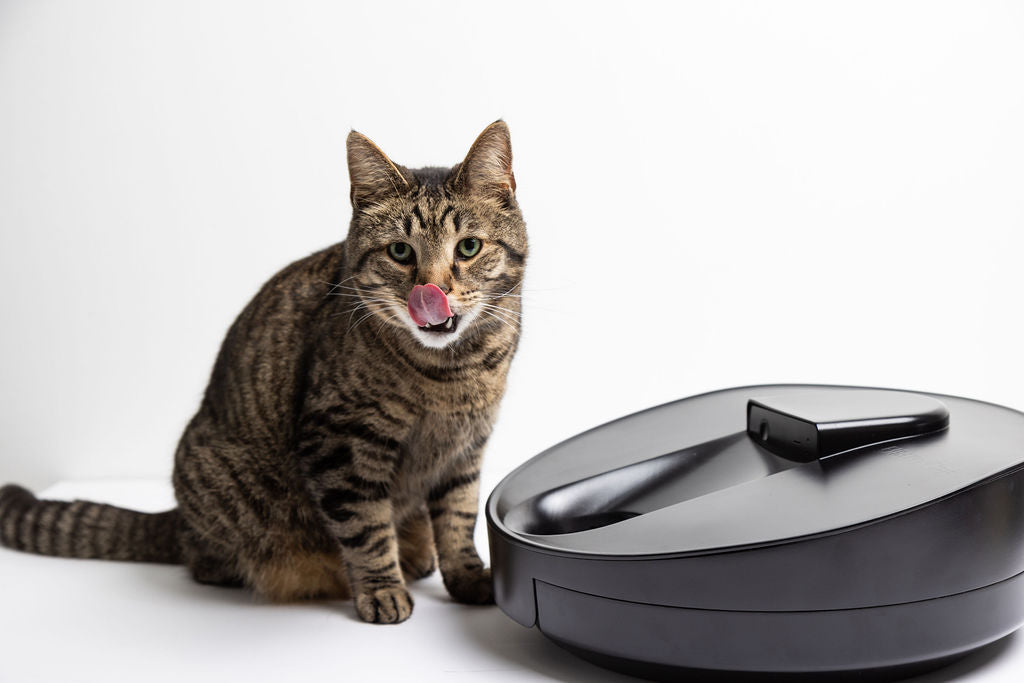 キャットフード rvgbb4628 Wet Food Joyride – Archie McPhee