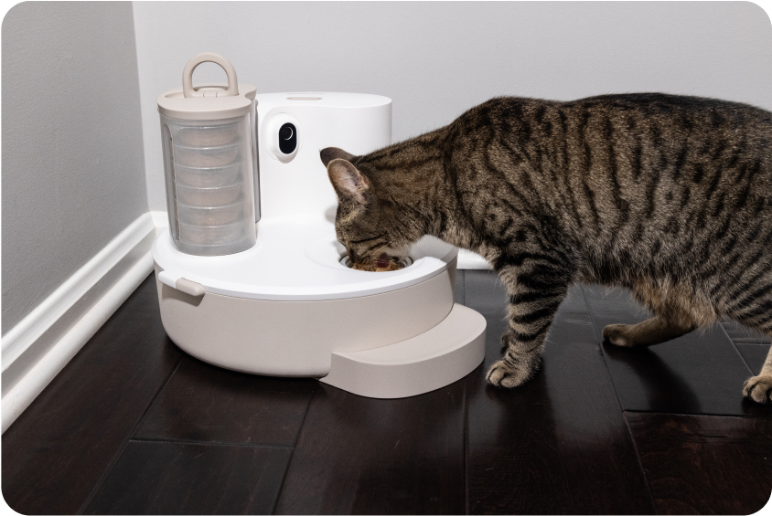 BistroCat - The world's first automated wet cat food feeder.